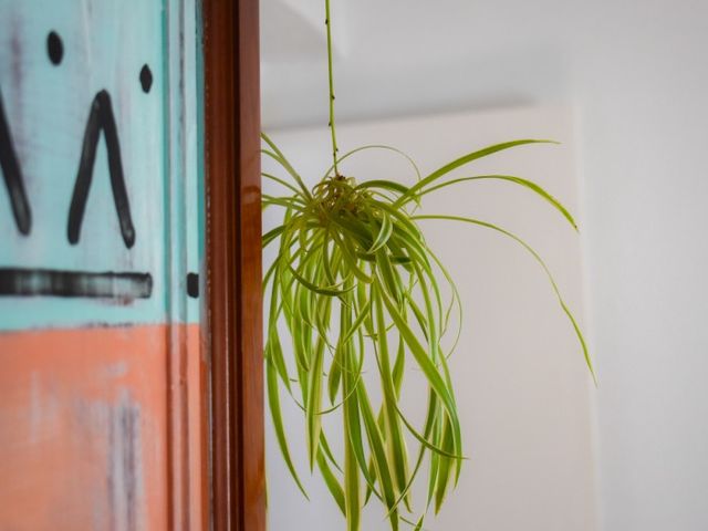 viento del sur habitación interior